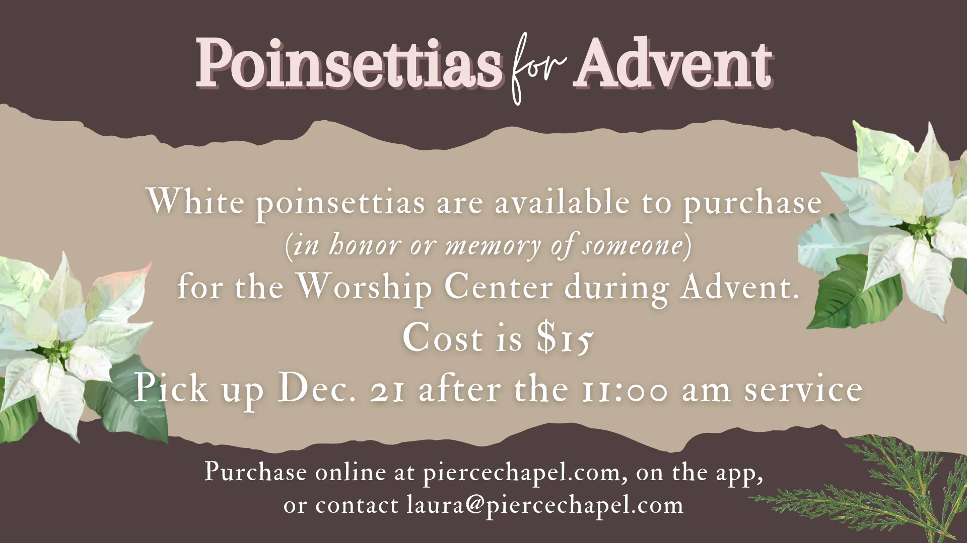 Poinsettias for Advent